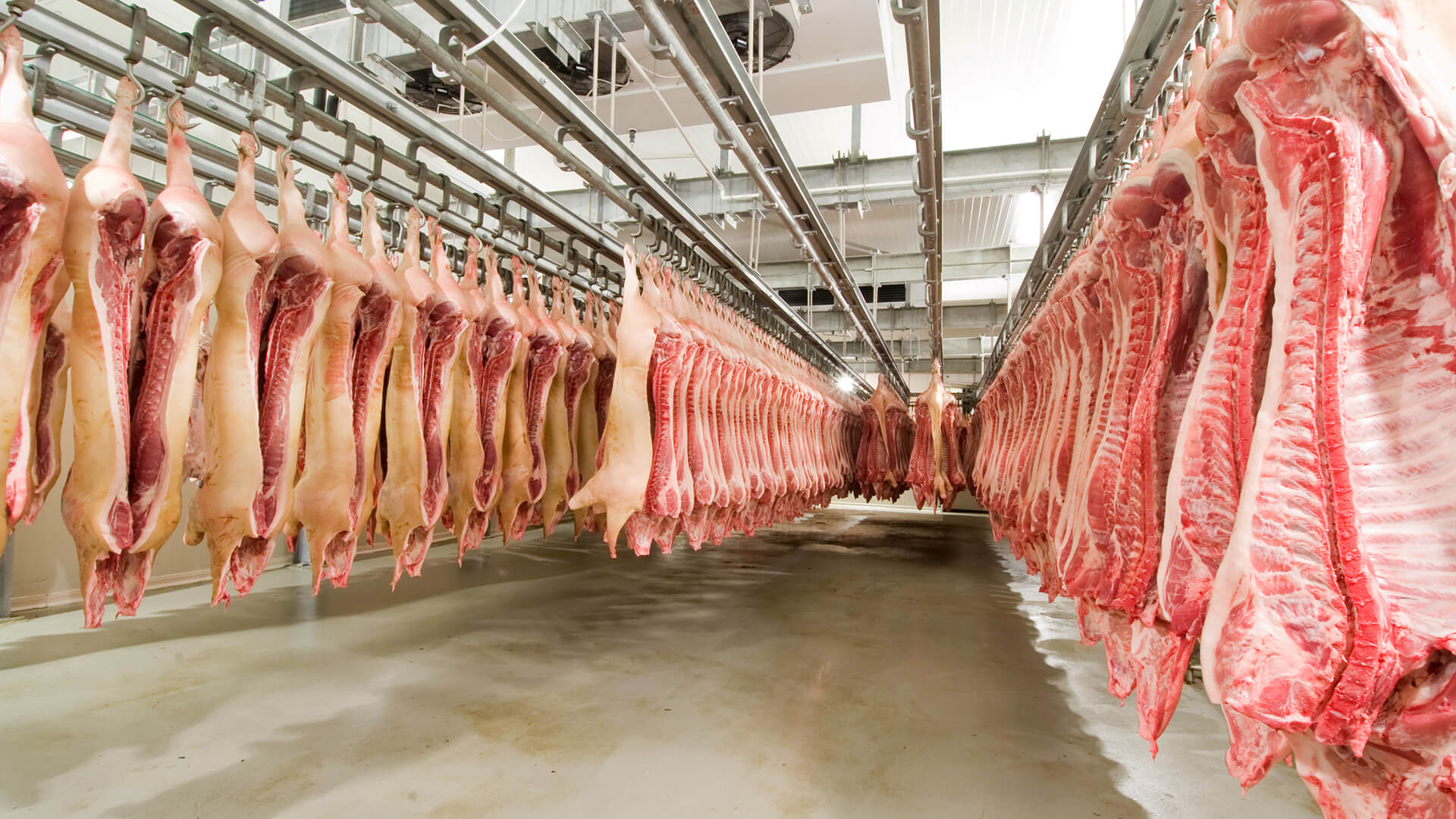 Pork meat in cool room
